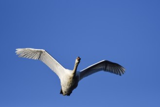 Mute Swan (Cygnus olor), adult bird in flight, mining subsidence area, Bottrop, Ruhr area, North