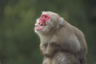 Japanese macaque (Macaca fuscata) with open mouth and tongue sticking out, gesturing, captive