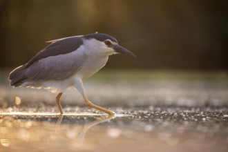 Black crowned night heron (Nycticorax nycticorax) in the water at sunrise, Pusztaszer, Hungary,