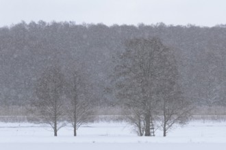 Snow drifting over the meadows, Middle Elbe Biosphere Reserve, Saxony-Anhalt, Germany, Europe