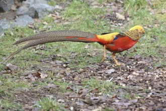 Golden pheasant (Chrysolophus pictus), male, colourful, tail feathers, captive