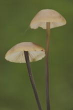 Long-stemmed garlic swallow, two, stem, long, thin, Stringy-stemmed garlic swallow, Schwindlinge,