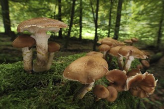 Honey fungus (Armillaria mellea), group, moss, tree trunk, forest, surroundings, Bremthal,