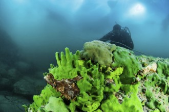 Scuba diver underwater and endemic sponge (Lubomirskia baicalensis), Lake Baikal, Olkhon Island,