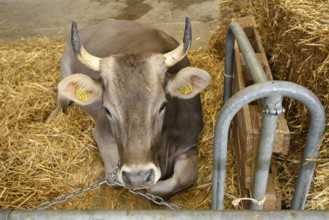 Brown Swiss dairy cow with horns