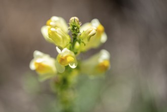 True toadflax, flowers on the Elbe meadows near Schartau in Jerichower Land, Saxony-Anhalt,