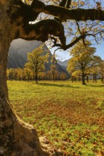 Engtal, Großer Ahornboden, Karwendel Mountains, Kalkalpen, Austria, Autumn-coloured sycamore maple