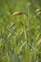 Wild tulips (Tulipa sylvestris), buds, Saxony, Germany, Europe