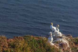 Northern gannet (Morus bassanus), Helgoland Cliff, Helgoland High Seas Island, North Sea,