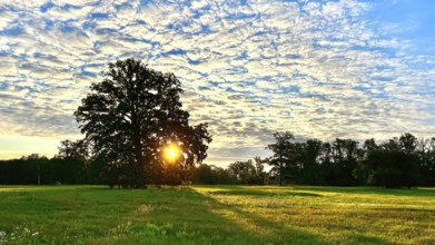 Sunrise, floodplain meadows, floodplain landscape on the Middle Elbe, morning mist, fog, sunrays,