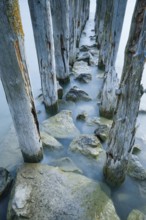 Ancient wooden piles on Lake Constance near Altnau in the canton of Thurgau, Switzerland, Europe