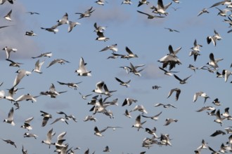 Black-headed Black-headed Gull (Chroicocephalus ridibundus), predation defence, breeding colony in