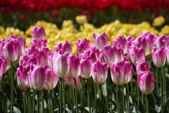 Blooming pink tulips flowerbed in Keukenhof flower garden, also known as the Garden of Europe, one