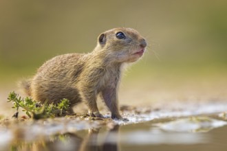 European ground squirrel (Spermophilus citellus) juvenile, drinking at a waterhole, eating grass