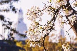 Spring on the Königsufer in Dresden