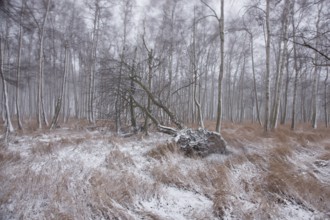 First snow in the Eastern Ore Mountains too