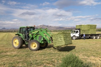 San Acacia, New Mexico, Bales of alfalfa are stacked on a farm near the Rio Grande. The farm relies