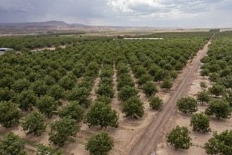 Rincon, New Mexico, Water-hungry pecan trees growing in the midst of a severe dought in the New