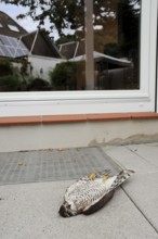 Eurasian sparrowhawk (Accipiter nisus), dead male lying in front of a window, North