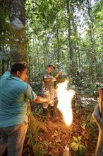 Jungle guides set fire to natural wax in the Amazon rainforest, Manaus, Amazonas state, Brazil,