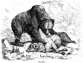 Bear kills a ram, Hubertus hunting and hunting scenes, wild animals, horns, death, wool, nature,