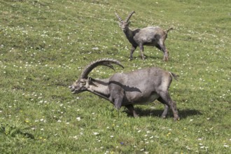 Alpine ibex (Capra ibex) males grazing grass in alpine pasture in summer in the Hohe Tauern