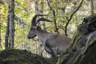 Iberian ibex, Spanish ibex (Capra pyrenaica) male foraging among rocks in forest on mountain slope