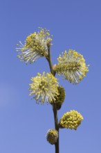 Goat willow, pussy willow (Salix caprea), great sallow close up of flowering yellow male catkins in