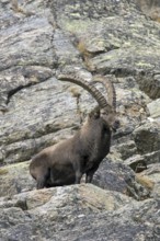 Alpine ibex (Capra ibex) male with large horns foraging in rock face on mountain slope in autumn,