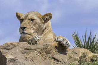 Close-up portrait of African lioness (Panthera leo) resting on rock