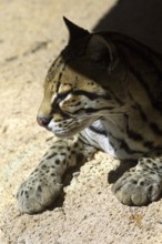 Ocelot (Felis pardalis) dwarf leopard, wild cat native to South and Central America, resting on