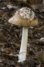 Tawny grisette (Amanita fulva) (Agaricus fulvus) showing remnant of universal veil, velum