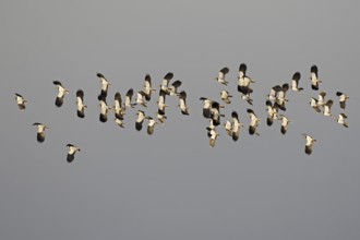 Northern lapwing (Vanellus vanellus) flock flying against dark grey snowy sky in winter