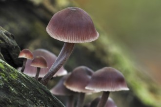 Bleeding, Bleeding fairy helmet (Mycena haematopus), Burgundy drop bonnet (mycena) on tree trunk