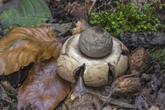 Collared earthstar (Geastrum triplex), saucered earthstar, triple earthstar in autumn forest