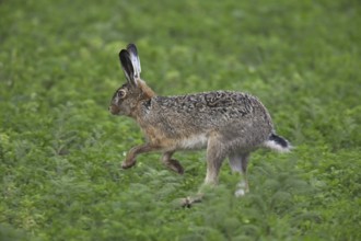 European hare (Lepus europaeus) running in field, Germany, Europe