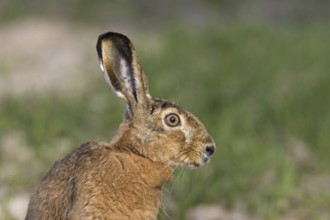 European brown hare (Lepus europaeus) close-up portrait in meadow