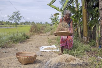 Elderly Indonesian woman sifting, winnowing rice seeds after harvesting at rice field on the island