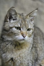 Young Wild cat (Felis silvestris) close up, Bavarian Forest, Germany, Europe