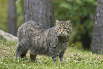 European wildcat (Felis silvestris silvestris) in forest