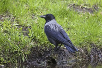 Hooded crow (Corvus cornix), hoodie foraging on bank along stream, pond