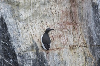 Thick-billed murre (Uria lomvia), Brünnich's guillemot on rock ledge in sea cliff in seabird