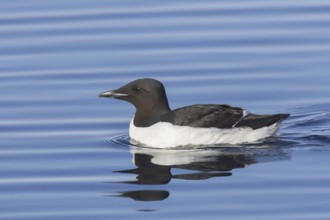 Thick-billed murre (Uria lomvia), Brünnich's guillemot swimming in sea, native to the sub-polar