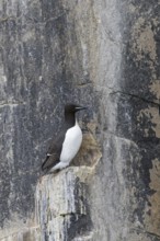 Thick-billed murre (Uria lomvia), Brünnich's guillemot on rock ledge in sea cliff in seabird