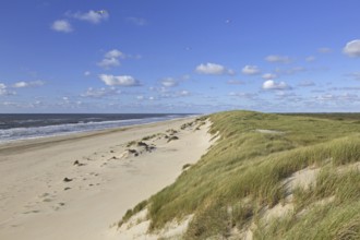 Beach and European marram grass (Ammophila arenaria), beachgrass in the dunes on Texel, West