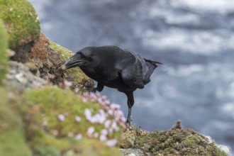 Common raven, northern raven (Corvus corax) on top of sea cliff along the coast, Shetland Islands,