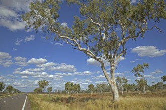 Eucalyptus tree, gum trees in the Australian outback along the Barkly Highway, Northern Territory,