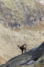 Chamois (Rupicapra rupicapra) on rock ridge in the Alps in autumn, Gran Paradiso National Park,