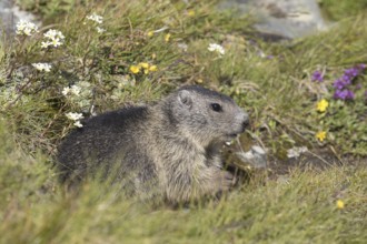 Alpine marmot (Marmota marmota) juvenile in alpine pasture in summer, Hohe Tauern National Park,