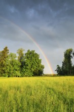 Evening thunderstorm atmosphere with double rainbow over lush green mixed forest, in the Zurich